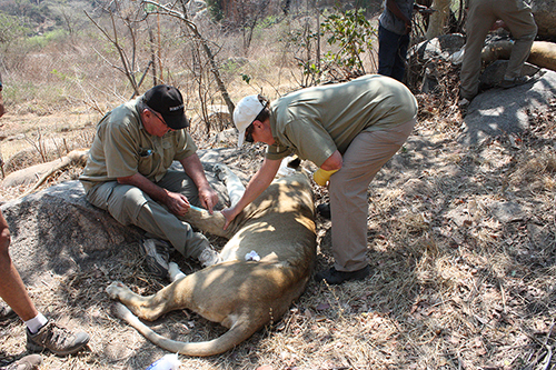 Ian and Helen Fairnie preparing a lion for an infertility implant in Zimbabwe (image provided)